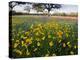 Roadside Wildflowers, Texas, USA-Larry Ditto-Premier Image Canvas