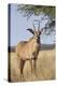 Roan Antelope (Hippotragus Equinus), Mokala National Park, South Africa, Africa-Ann & Steve Toon-Premier Image Canvas