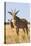 Roan Antelope (Hippotragus Equinus), Mokala National Park, South Africa, Africa-Ann & Steve Toon-Premier Image Canvas