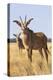 Roan Antelope (Hippotragus Equinus), Mokala National Park, South Africa, Africa-Ann & Steve Toon-Premier Image Canvas