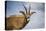 Roan Antelope (Hippotragus Equinus), Nyika National Park, Malawi, Africa-Michael Runkel-Premier Image Canvas