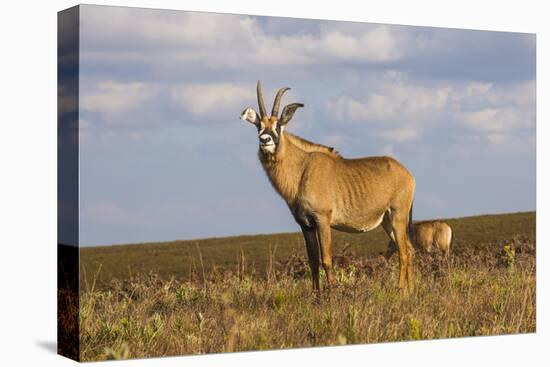 Roan Antelope (Hippotragus Equinus), Nyika National Park, Malawi, Africa-Michael Runkel-Premier Image Canvas