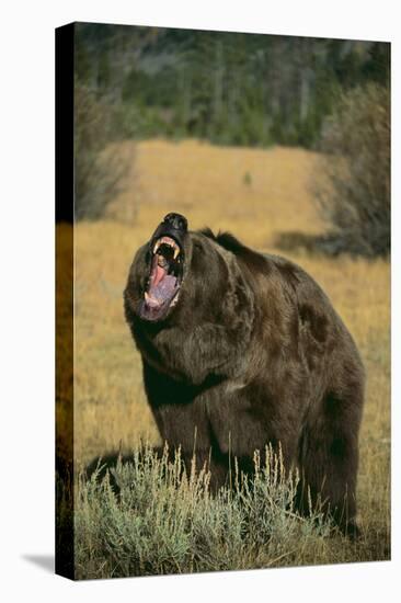 Roaring Grizzly Bear-DLILLC-Premier Image Canvas