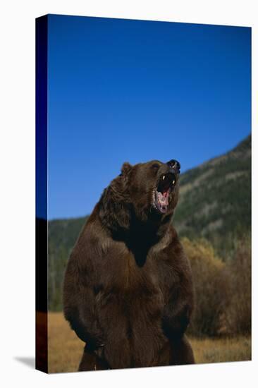 Roaring Grizzly Bear-DLILLC-Premier Image Canvas