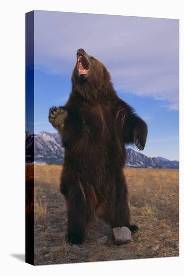 Roaring Grizzly Bear-DLILLC-Premier Image Canvas