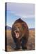 Roaring Grizzly-DLILLC-Premier Image Canvas