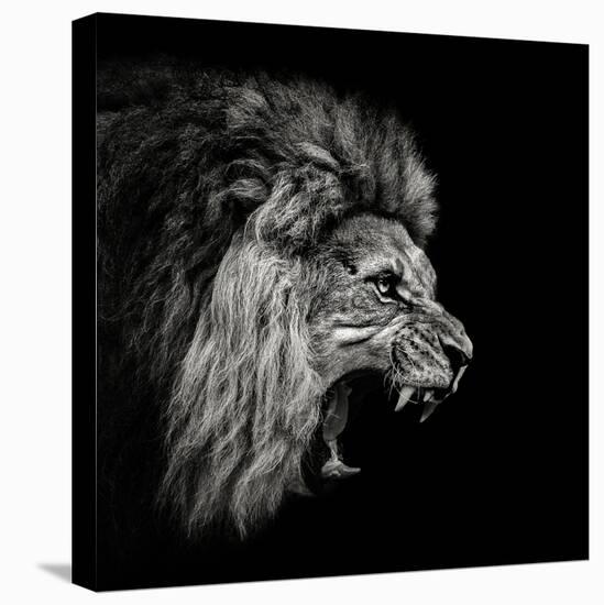 Roaring Lion #2-Christian Meermann-Premier Image Canvas