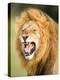 Roaring Lion, Masai Mara, Kenya, East Africa, Africa-Karen Deakin-Premier Image Canvas