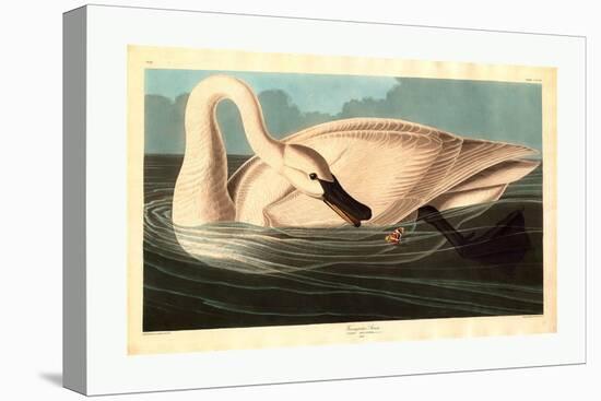 Robert Havell after John James Audubon-null-Premier Image Canvas