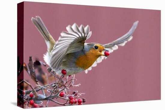 Robin carrying a red berry in its beak as it takes off, Finland-Markus Varesvuo-Premier Image Canvas