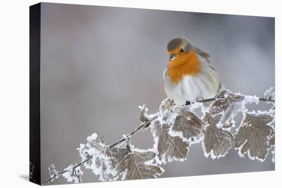 Robin (Erithacus Rubecula) Adult Perched in Winter with Feather Fluffed Up, Scotland, UK, December-Mark Hamblin-Premier Image Canvas