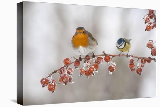 Robin (Erithacus Rubecula) and Blue Tit (Parus Caeruleus) in Winter, Perched on Twig, Scotland, UK-Mark Hamblin-Premier Image Canvas