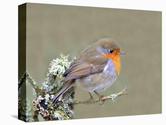 Robin (Erithacus Rubecula), Lake District, Cumbria, England, United Kingdom, Europe-David and Louis Gibbon-Premier Image Canvas