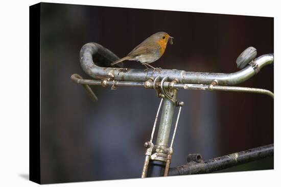 Robin Erithacus Rubecula on Bicycle-Ernie Janes-Premier Image Canvas