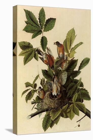 Robin Family-John James Audubon-Premier Image Canvas