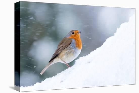 Robin  in snow, Cornwall, UK-Ross Hoddinott-Premier Image Canvas