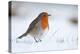 Robin in snow, nr Bradworthy, Devon, UK. December 2010-Ross Hoddinott-Premier Image Canvas