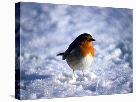 Robin in Snow-null-Premier Image Canvas