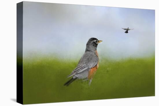 Robin in the Field-Jai Johnson-Premier Image Canvas