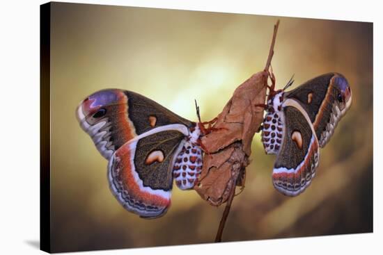 Robin Moths-Jimmy Hoffman-Stretched Canvas