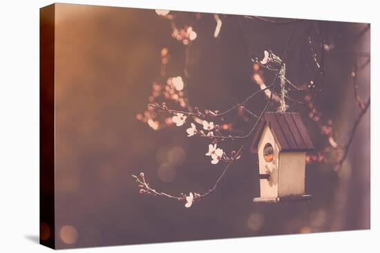 Robin Nesting in a Bird House in a Almond Tree-Cristinagonzalez-Premier Image Canvas