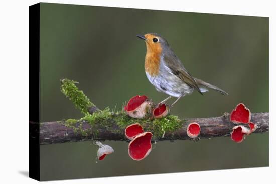 Robin on branch with Scarlet elfcup fungus spring. Dorset, UK, March-Colin Varndell-Premier Image Canvas