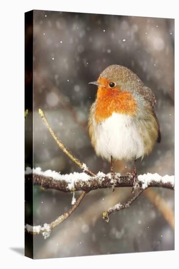 Robin on Snow Covered Branch with Falling Snow-null-Premier Image Canvas