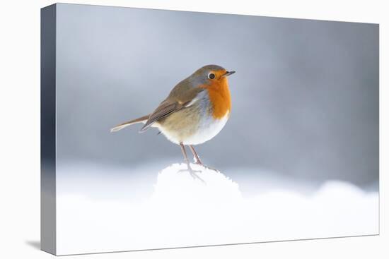 Robin perched in snow, Cairngorms, Scotland-null-Premier Image Canvas