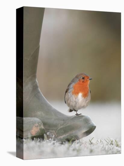 Robin Perched on Boot, UK-T.j. Rich-Premier Image Canvas