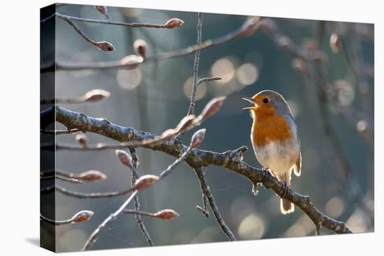 Robin perched on branch singing in spring , Bavaria, Germany-Konrad Wothe-Premier Image Canvas