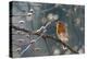 Robin perched on branch singing in spring , Bavaria, Germany-Konrad Wothe-Premier Image Canvas