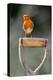 Robin perched on garden spade handle, UK-Colin Varndell-Premier Image Canvas