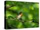 Robin perching on a branch, Germany-Konrad Wothe-Premier Image Canvas