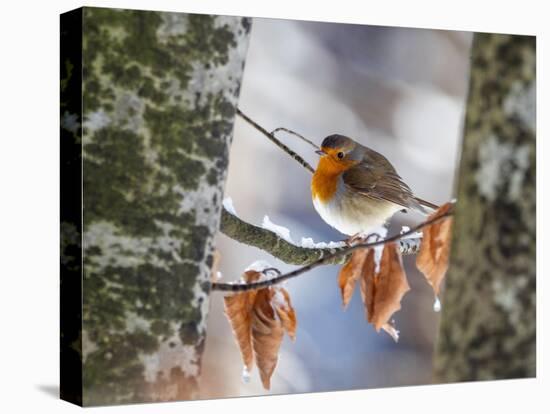 Robin perching on an icy branch, Germany-Konrad Wothe-Premier Image Canvas