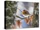 Robin perching on an icy branch, Germany-Konrad Wothe-Premier Image Canvas