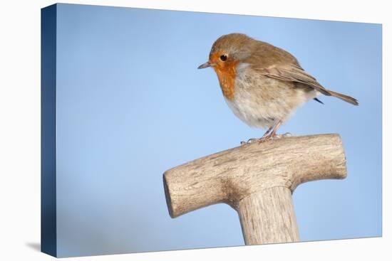 Robin resting on spade handle, Bradworthy, Devon, England-Ross Hoddinott-Premier Image Canvas