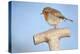 Robin resting on spade handle, Bradworthy, Devon, England-Ross Hoddinott-Premier Image Canvas