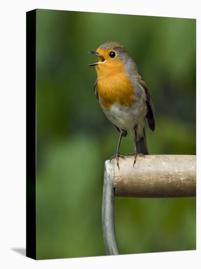 Robin Sitting on a Garden Fork Handle Singing, Hertfordshire, England, UK-Andy Sands-Premier Image Canvas