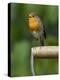 Robin Sitting on a Garden Fork Handle Singing, Hertfordshire, England, UK-Andy Sands-Premier Image Canvas