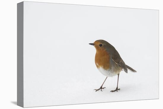 Robin standing in snow, Hertfordshire, England, UK-Andy Sands-Premier Image Canvas