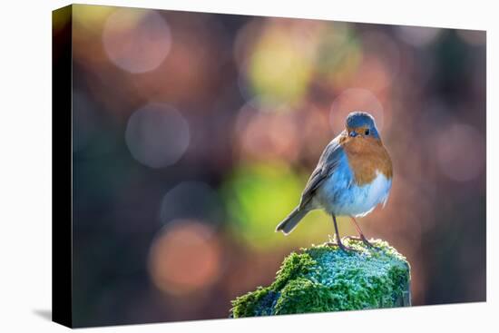 Robin Standing on an Ice Covered Mossy Post with Bright Circular Bokeh-Toby Gibson-Premier Image Canvas