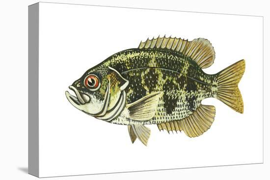 Rock Bass (Ambloplites Rupenstris), Fishes-Encyclopaedia Britannica-Stretched Canvas