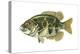 Rock Bass (Ambloplites Rupenstris), Fishes-Encyclopaedia Britannica-Stretched Canvas