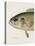 Rock Bass Crop-Sherman F Denton-Premier Image Canvas