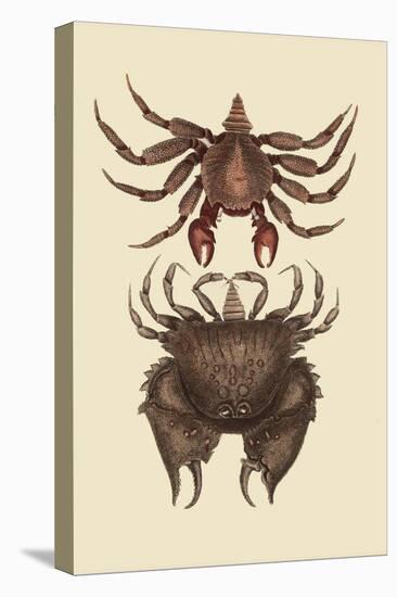 Rock Crab-Mark Catesby-Stretched Canvas