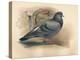 Rock Dove (Columba livia), c1900, (1900)-Charles Whymper-Premier Image Canvas