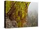 Rock Formations Seen Beyond Lichen Covered Rocks on the First Flatiron Above Boulder, Colorado.-Ethan Welty-Premier Image Canvas