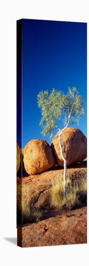 Rock Formations with Ghost Gum Tree, Devil's Marbles, Northern Territory, Australia-null-Premier Image Canvas