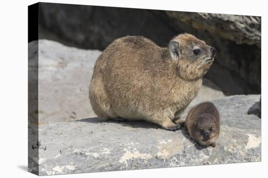 Rock Hyrax (Dassie) (Procavia Capensis), with Baby, De Hoop Nature Reserve, Western Cape, Africa-Ann & Steve Toon-Premier Image Canvas