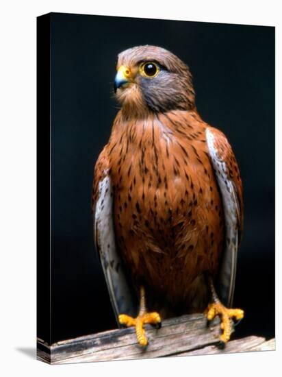 Rock Kestrel Portrait, Cape Town, South Africa-Claudia Adams-Premier Image Canvas